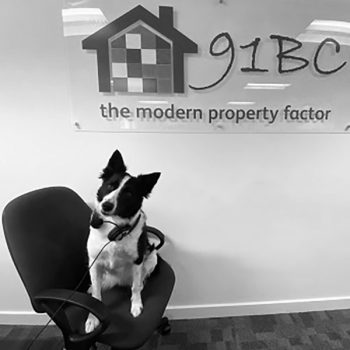 Bella the dog in the 91BC offices